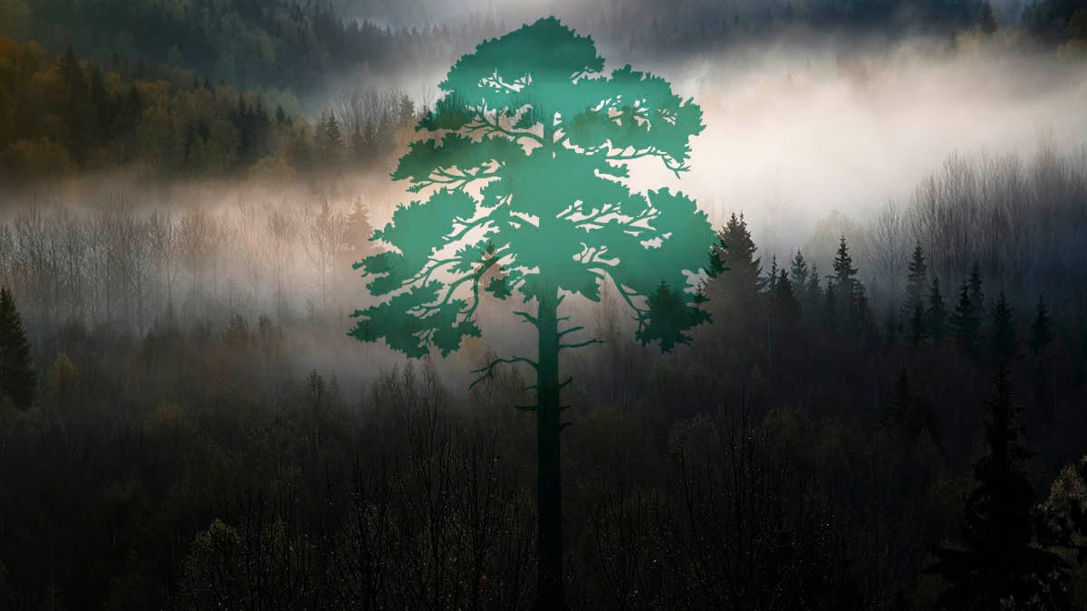 Dimhöljt skogslandskap med illustrerat grön träd i förgrunden