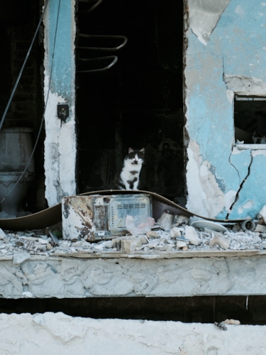 Katt i sönderbombad bostad i Ukraina 