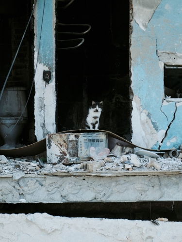 Katt i sönderbombad bostad i Ukraina 