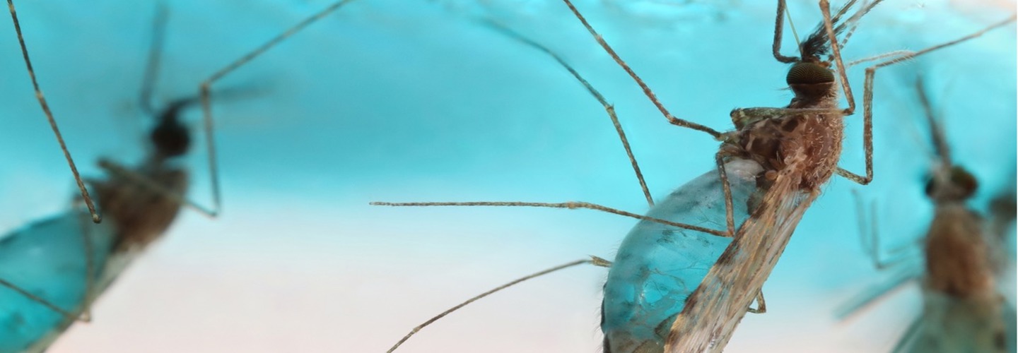 mosquitos