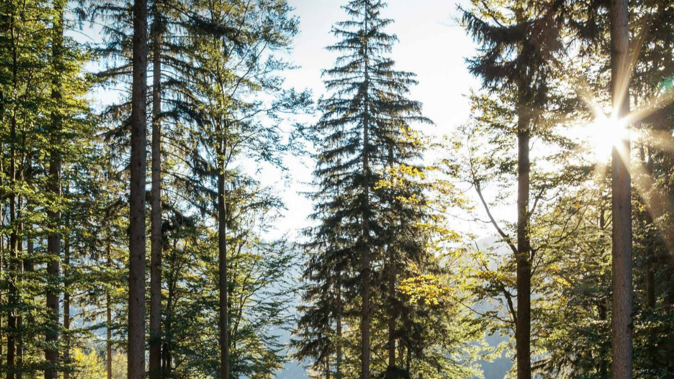 Svensk skog