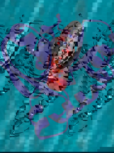 protein