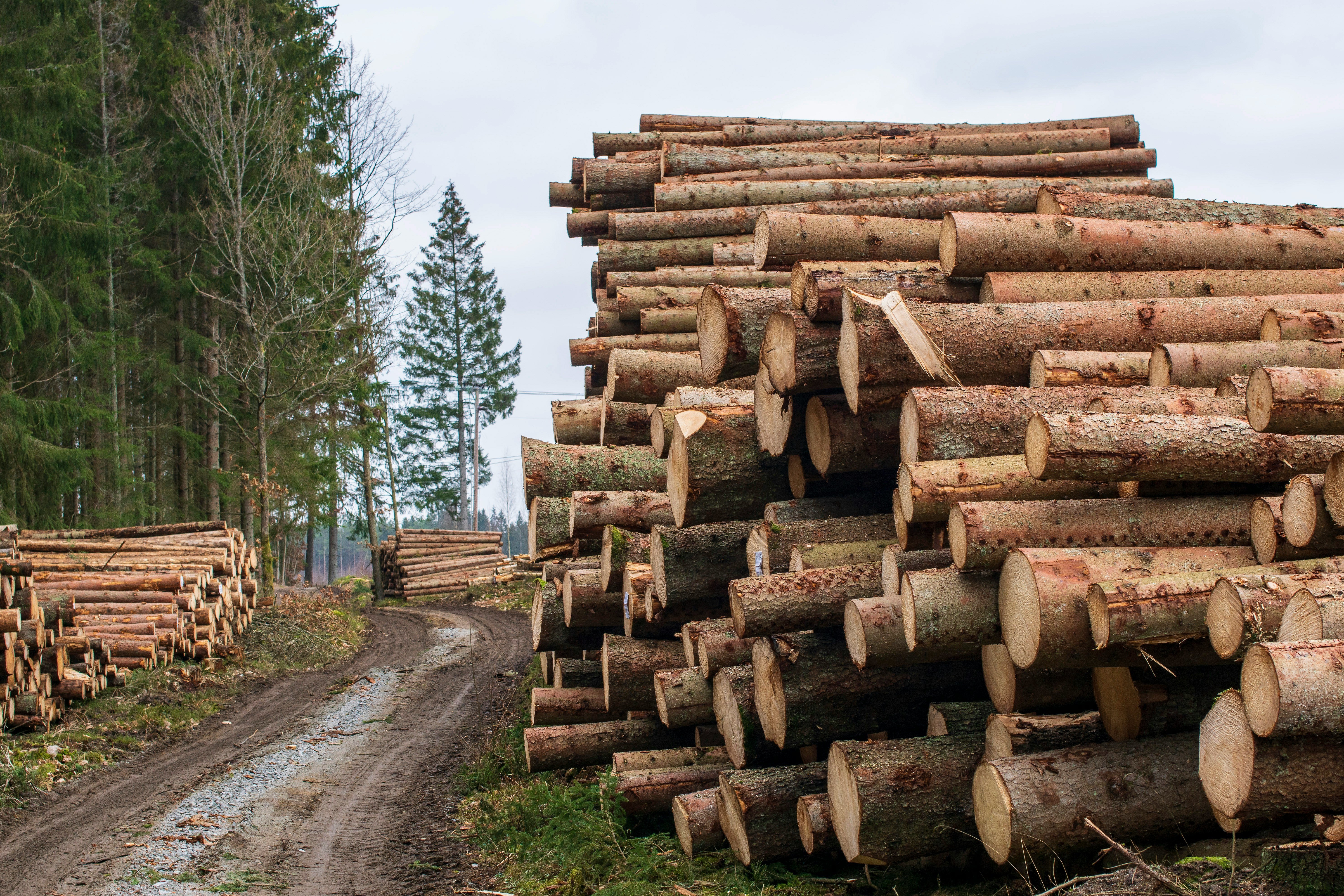 timmer vid skogsväg