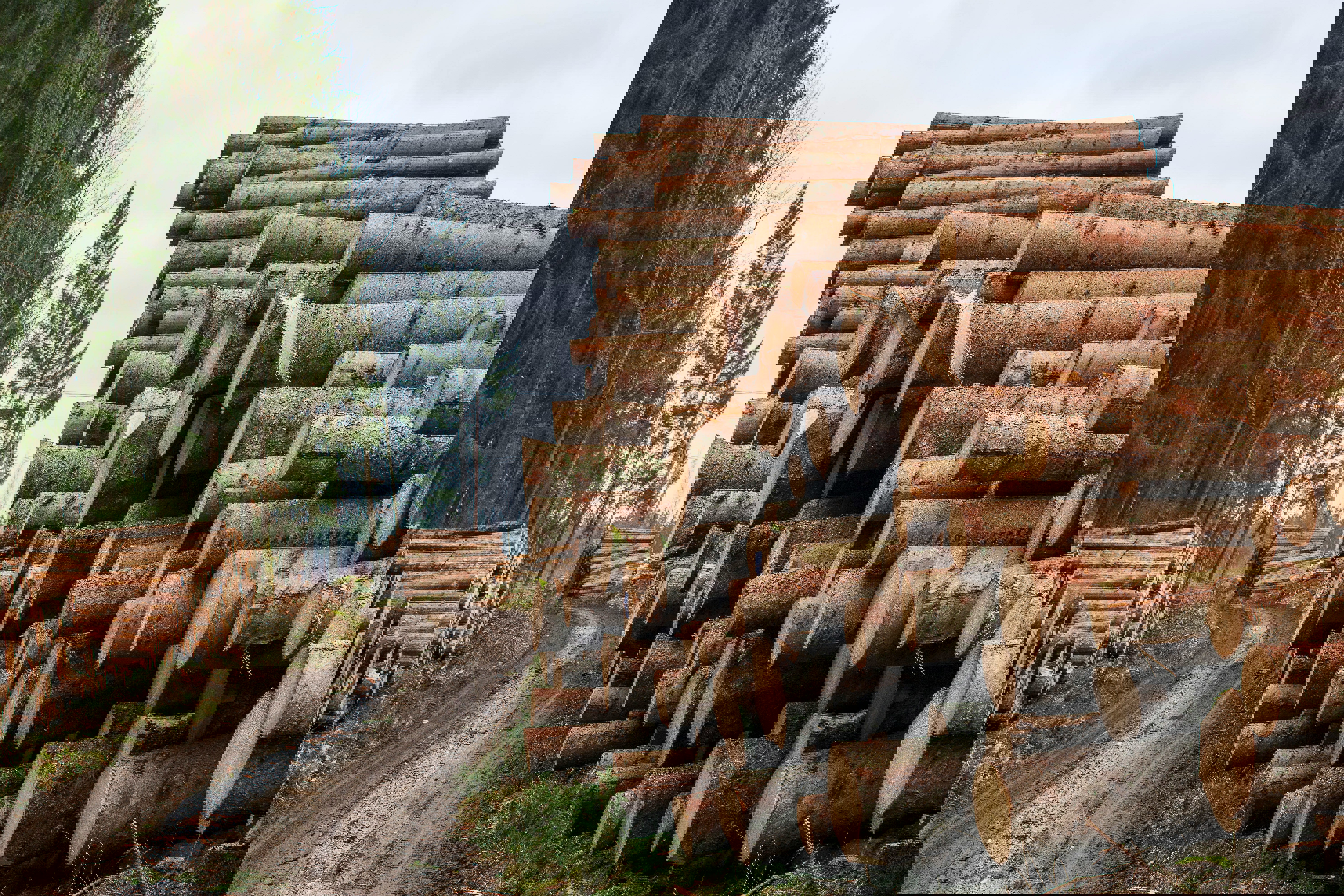 timmer vid skogsväg