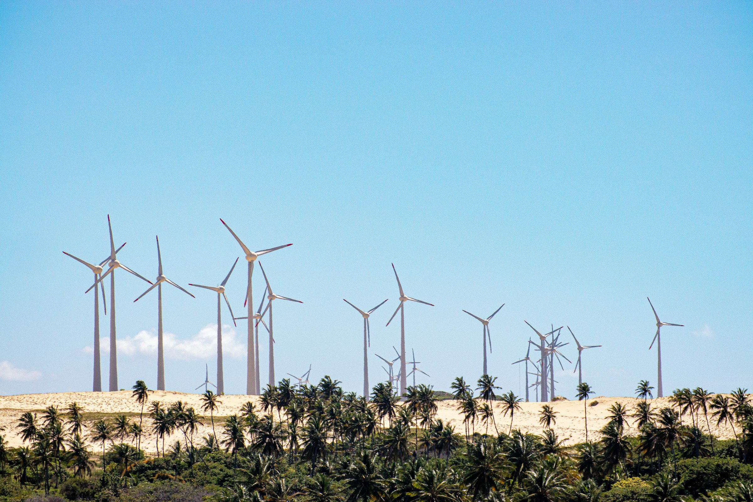 wind turbines and palm trees
