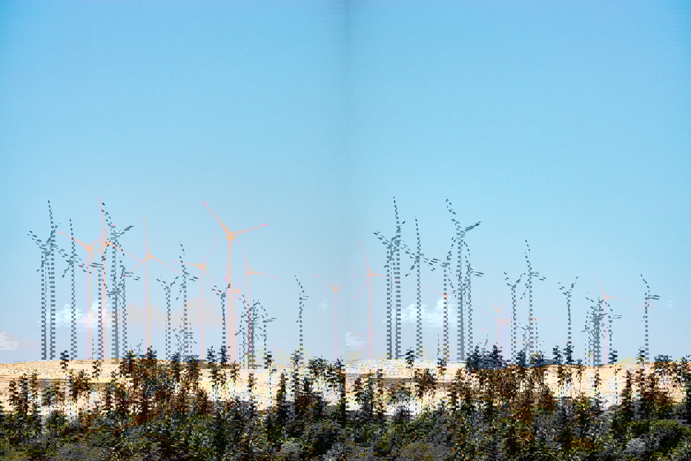 wind turbines and palm trees